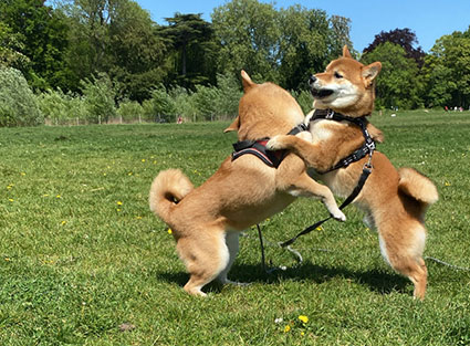 ballades-collectives Balades Collectives pour la Socialisation des chiens