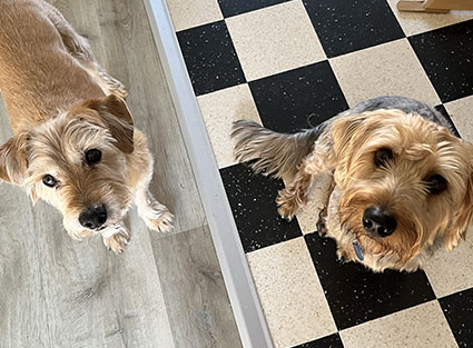 bilan-comportementale Bilan Comportemental pour Chien
