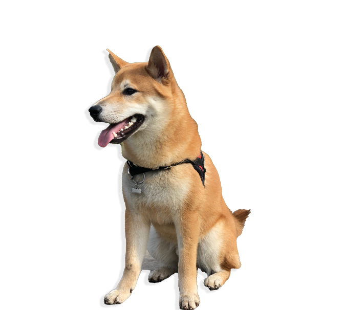 pinot-mon-chien Pinot Mon chien
