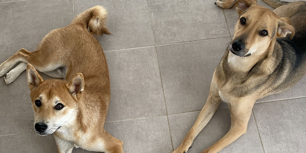 Résolution Canine