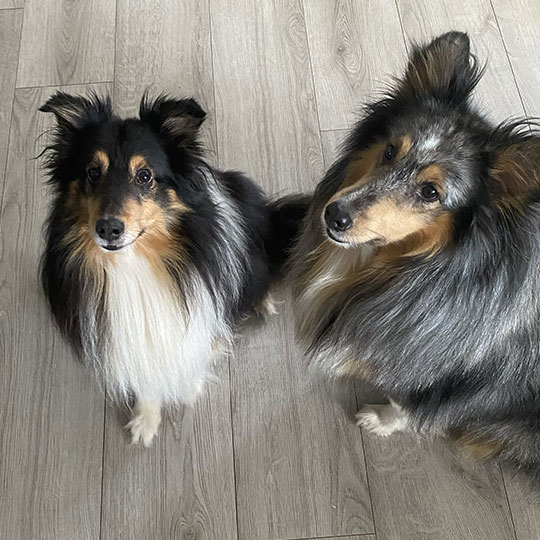 Résolution Canine