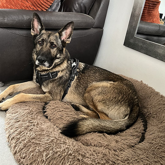 Résolution Canine