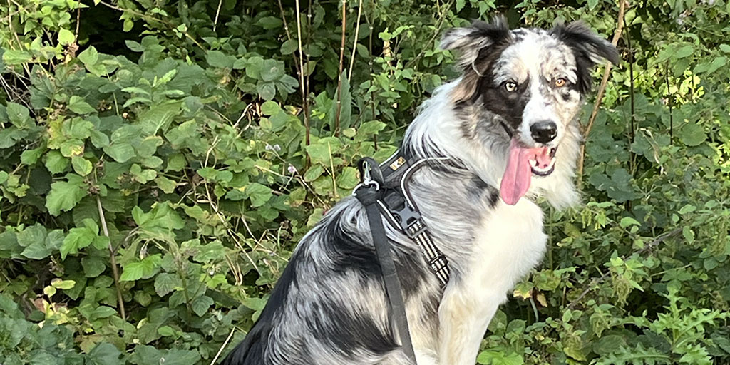 Résolution Canine